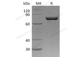 > 95 % as determined by reducing SDS-PAGE.