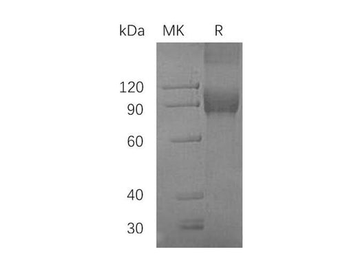> 95 % as determined by reducing SDS-PAGE.