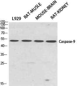 Anti-Human/Mouse/Rat CASP9 Antibody