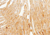 Anti-Mouse UCHL3 Antibody [B476]