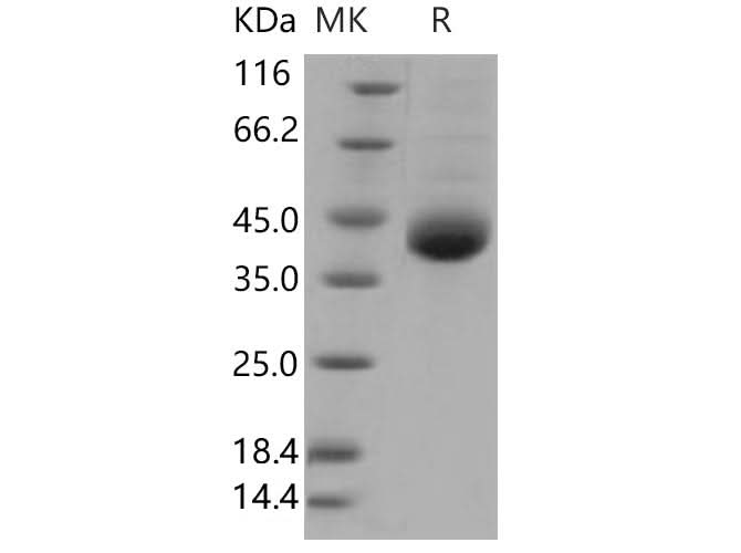 > 90 % as determined by reducing SDS-PAGE.