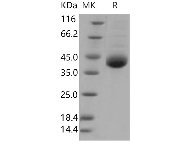 > 90 % as determined by reducing SDS-PAGE.