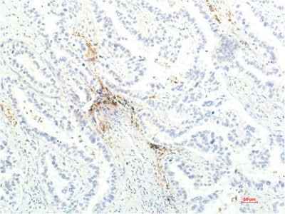 Anti-Human/Mouse/Rat JAK1 Antibody [7G6]