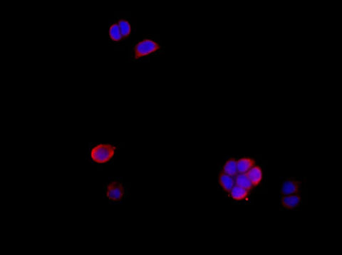 Anti-Human Amphiregulin Antibody - ABMIUM
