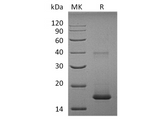 > 98 % as determined by reducing SDS-PAGE.