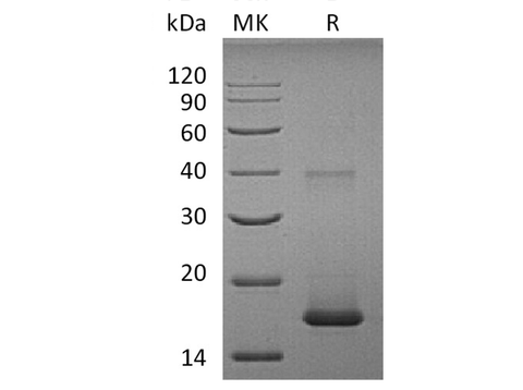 > 98 % as determined by reducing SDS-PAGE.
