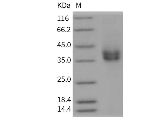 > 95 % as determined by reducing SDS-PAGE.