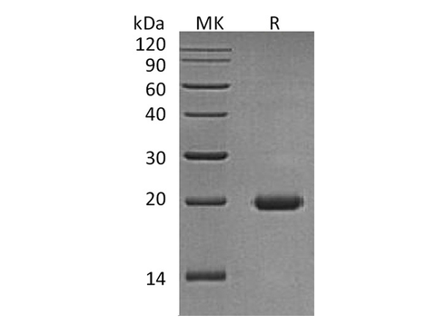 > 98 % as determined by reducing SDS-PAGE.