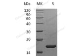 Recombinant Human IFNα2b/IFNA2 Protein (Arg46Lys) - ABMIUM