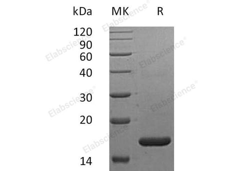 Recombinant Human IFNα2b/IFNA2 Protein (Arg46Lys) - ABMIUM