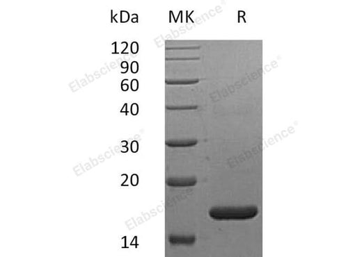 Recombinant Human IFNα2b/IFNA2 Protein (Arg46Lys) - ABMIUM