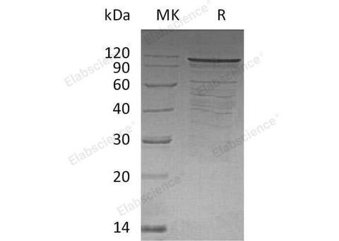 > 77 % as determined by reducing SDS-PAGE.