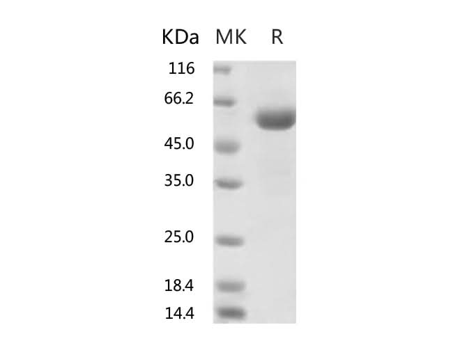> 90 % as determined by reducing SDS-PAGE.