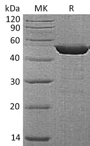 Recombinant Human Alpha-enolase/Enolase 1/MPB-1/NNE(C-6His) - ABMIUM