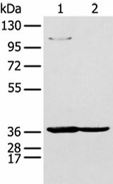 Western blot analysis of 293T and K562 cell using NUDT19 Polyclonal Antibody at dilution of 1:350