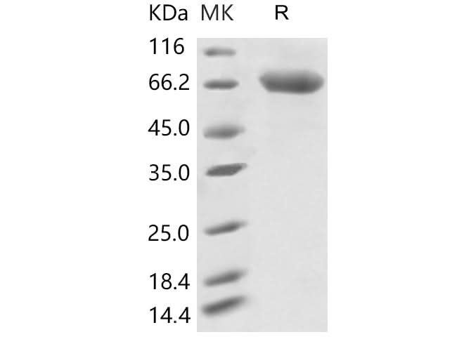 > 90 % as determined by reducing SDS-PAGE.
