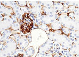 Anti-Mouse CD38 Antibody [B420]