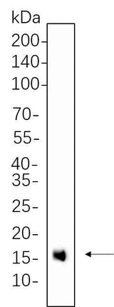 Anti-Human/Mouse/Rat Histone H3 Antibody [B592]