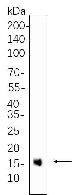 Anti-Human/Mouse/Rat Histone H3 Antibody [B592] - ABMIUM