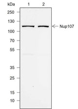 Anti-Human NUP107 Antibody [A732]