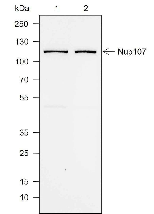 Anti-Human NUP107 Antibody [A732] - ABMIUM