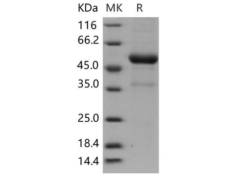 > 88 % as determined by reducing SDS-PAGE.