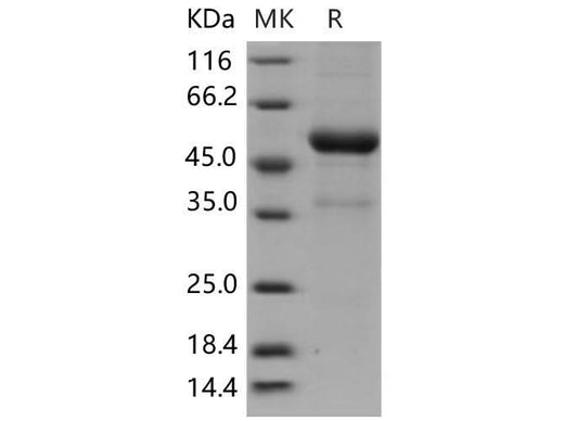 > 88 % as determined by reducing SDS-PAGE.