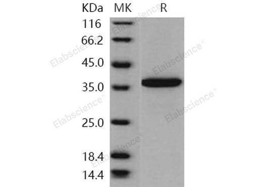> 95 % as determined by reducing SDS-PAGE.