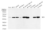 Western Blot analysis of various samples using IRF3 Polyclonal Antibody at dilution of 1:600.