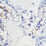 Immunohistochemistry analysis of paraffin-embedded mouse bone using BGLAP Polyclonal Antibody at dilution of 1:100.