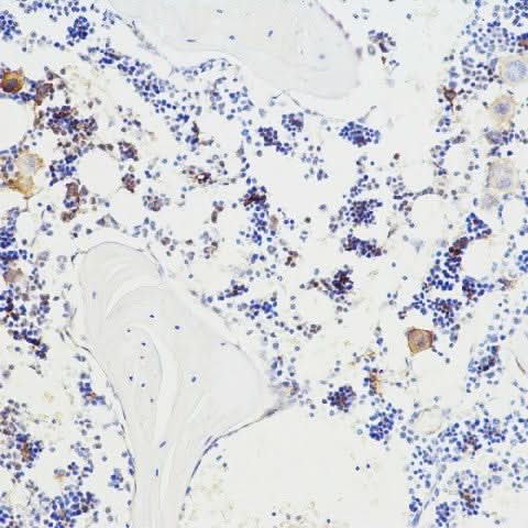 Immunohistochemistry analysis of paraffin-embedded mouse bone using BGLAP Polyclonal Antibody at dilution of 1:100.