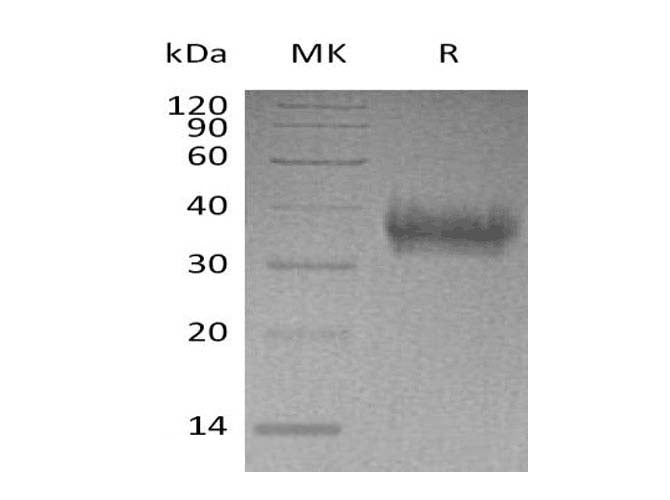 > 95 % as determined by reducing SDS-PAGE.