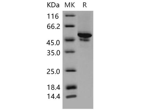> 95 % as determined by reducing SDS-PAGE.