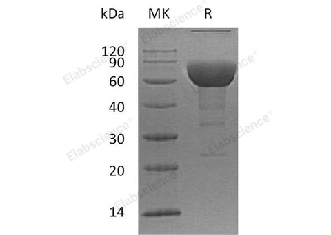 > 90 % as determined by reducing SDS-PAGE.