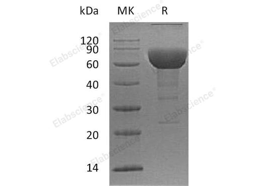 > 90 % as determined by reducing SDS-PAGE.