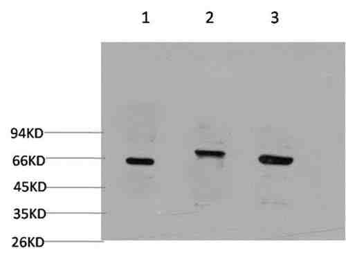 Anti-Human/Mouse/Rat BECN1 Antibody [3C6]