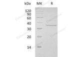 > 90 % as determined by reducing SDS-PAGE.