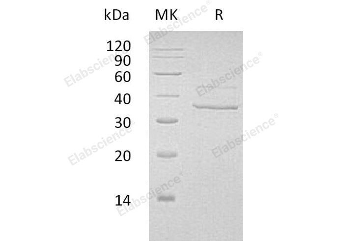 > 90 % as determined by reducing SDS-PAGE.