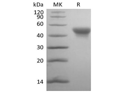 Recombinant Human SLAM Family Member 5/SLAMF5/CD84(C-6His-Avi) Biotinylated - ABMIUM