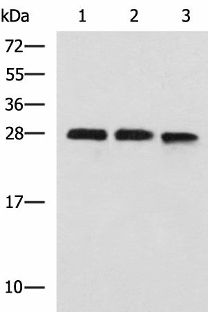 Western blot analysis of 293T and K562 cell lysates using PLEKHF2 Polyclonal Antibody at dilution of 1:1400