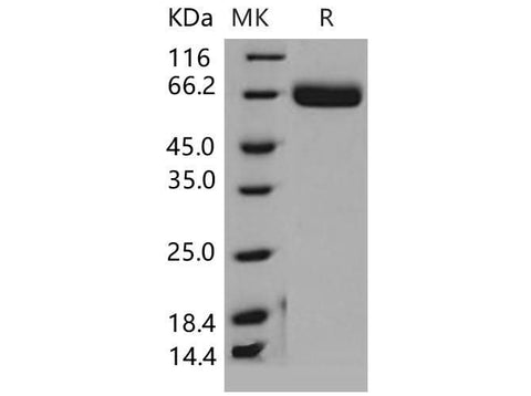 > 98 % as determined by reducing SDS-PAGE.