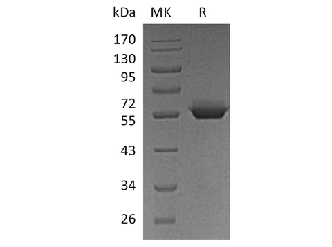 Recombinant Human BTN3A1/CD277 Protein (Fc Tag) - ABMIUM