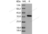 > 95 % as determined by reducing SDS-PAGE.