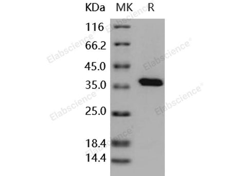 > 95 % as determined by reducing SDS-PAGE.