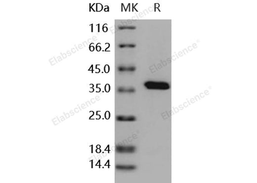 > 95 % as determined by reducing SDS-PAGE.