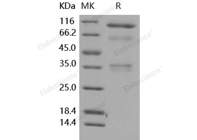 > 95 % as determined by reducing SDS-PAGE.