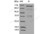 > 95 % as determined by reducing SDS-PAGE.