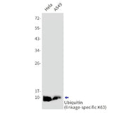 Western blot detection of Ubiquitin (linkage-specific K63) in Hela,A549 cell lysates using Ubiquitin (linkage-specific K63) Rabbit mAb(1:1000 diluted).Predicted band size:8kDa.Observed band size:8kDa.