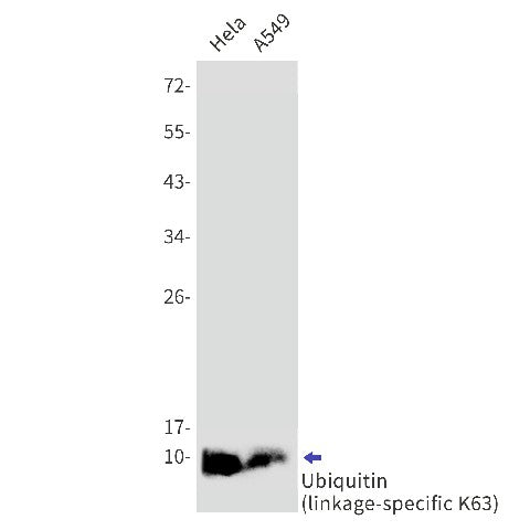 Western blot detection of Ubiquitin (linkage-specific K63) in Hela,A549 cell lysates using Ubiquitin (linkage-specific K63) Rabbit mAb(1:1000 diluted).Predicted band size:8kDa.Observed band size:8kDa.