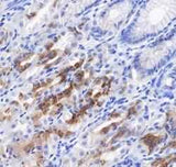 Anti-Human Gastric Mucin-6/MUC6 Antibody [A483]